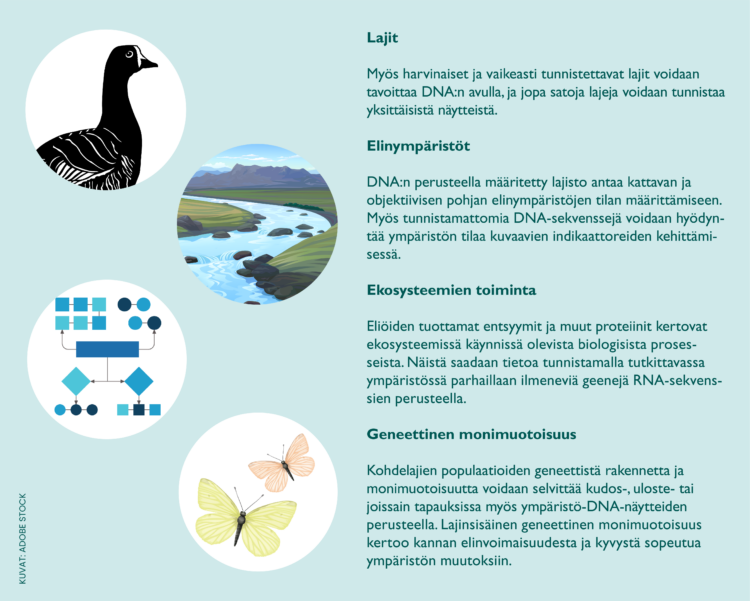 Infograafi eDNA-menetelmien käytöstä lajien, elinympäristöjen, ekosysteemien toiminnan ja geneettisen monimuotoisuuden tutkimiseen.